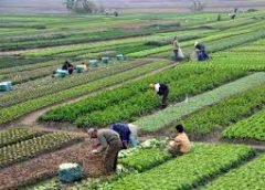 Agriculture and Farmer