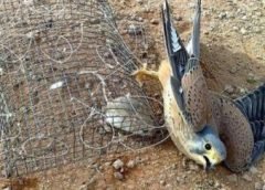 Bird Death