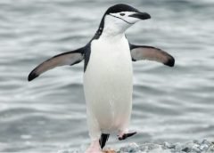 Chinastrap Penguin