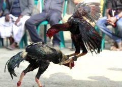 Cock Fight