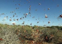 Locust
