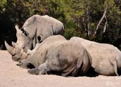 Rhynoceros