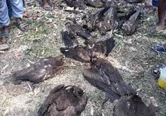 birds death