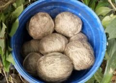 bomb in bolepur