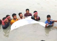 white dolphin