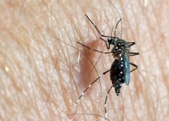 Aedes-mosquito
