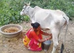 Cow