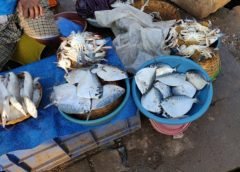 Fish Bazar