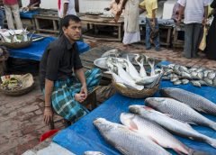 Fish Seller