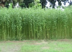 Jute_Field
