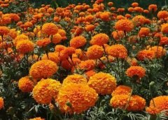Marigold-Crop