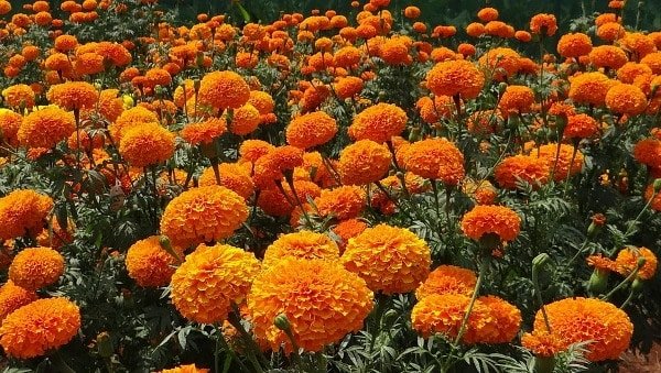 Marigold-Crop