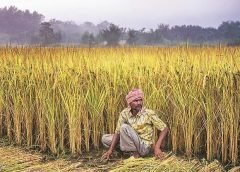 agricultural labour