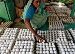 egg supply