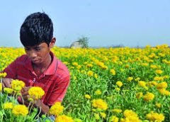 flower cultivation
