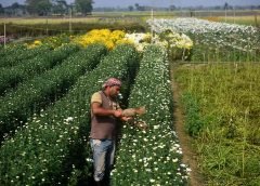 flower farmar