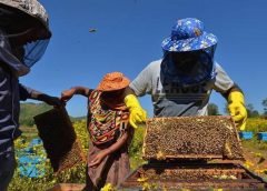 honey farming