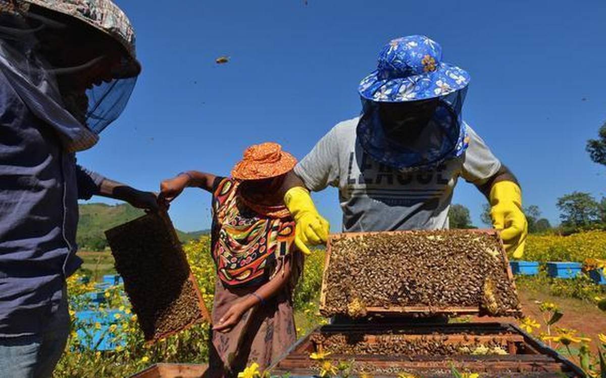 honey farming