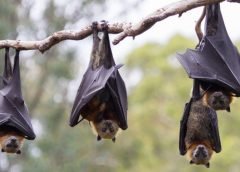 indian bats