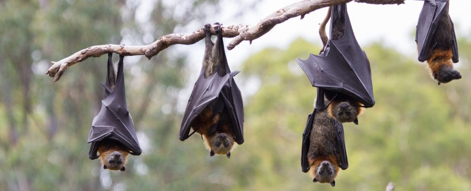 indian bats