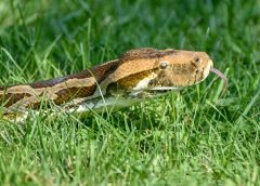 indian_python