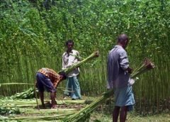 jute farmar