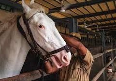 mounted police horse