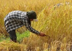 paddy farming 1
