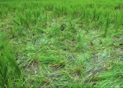paddy field