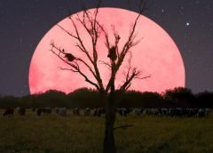 pink supermoon