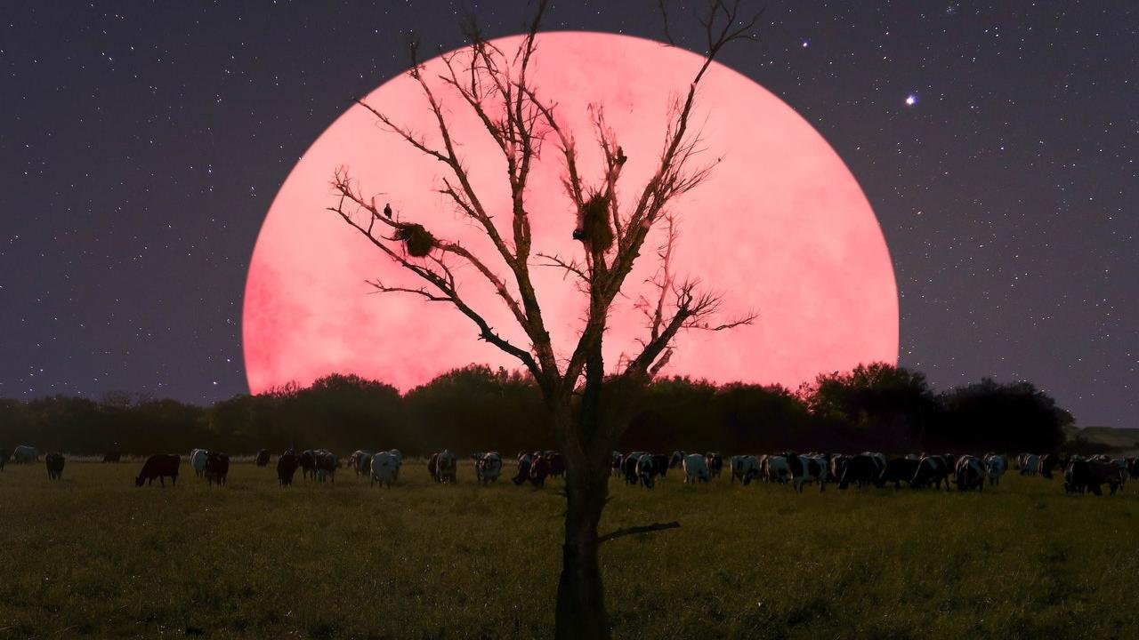 pink supermoon