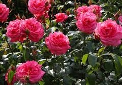 roses