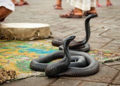 snake