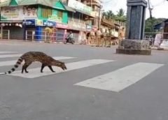 wild animal on road