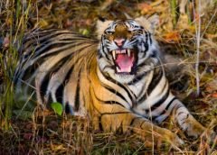 Attack Tiger