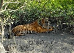 Badaban Tiger