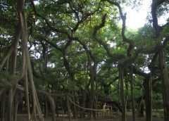 Botanical Garden
