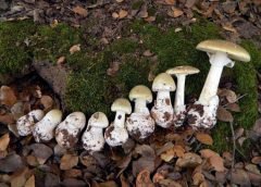 Death Cap