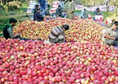 Fruit Market