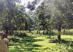 Malda Mango