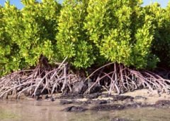 Mangrove Tree