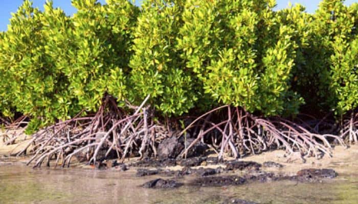 Mangrove Tree