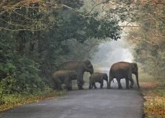 North Bengal Tour