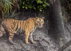 Royal Bengal Tiger