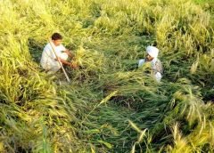 Sufer Farmer