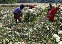 Suffer Flower Garden