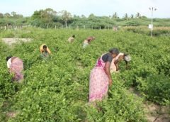 Sundarban Area