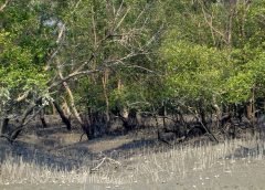 Sundarban Mangrove