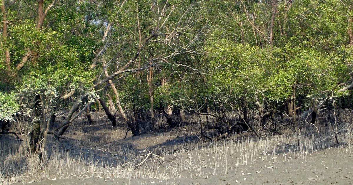 Sundarban Mangrove