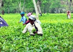 Tea Garden